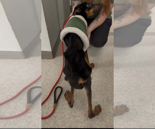 Medium Photo #6 Doberman Pinscher-German Shepherd Dog Mix Puppy For Sale in Aurora, OH, USA