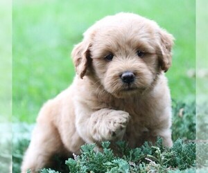 Labradoodle Puppy for sale in SYRACUSE, IN, USA