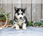 Small Photo #7 Siberian Husky Puppy For Sale in LANCASTER, PA, USA