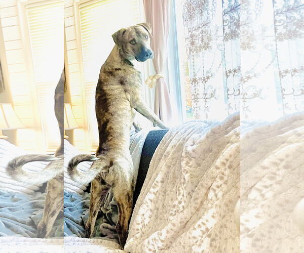 Medium Photo #2 Labrador Retriever-Mountain Cur Mix Puppy For Sale in Omaha, NE, USA