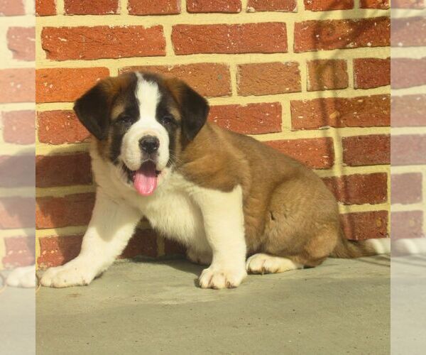 Medium Photo #2 Saint Bernard Puppy For Sale in MARIETTA, PA, USA