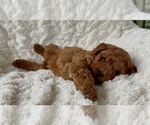 Small Photo #6 Goldendoodle mix (+ Poodle Miniature) Puppy For Sale in RANDOLPH, WI, USA