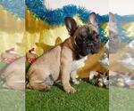 Small Photo #10 French Bulldog Puppy For Sale in AUSTIN, TX, USA