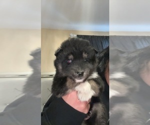 Pomsky Puppy for sale in CUMBERLAND, RI, USA