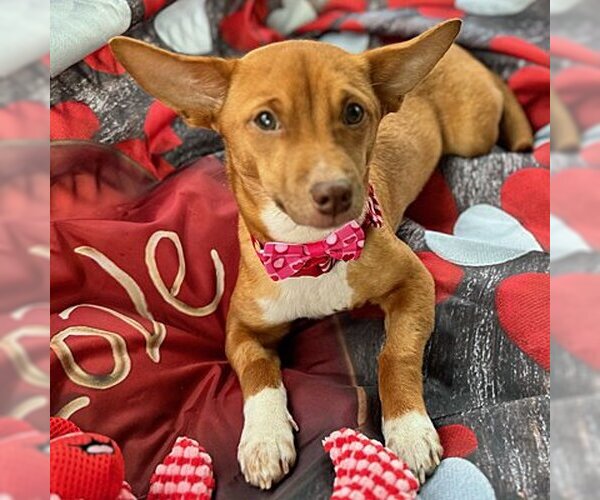 Medium Photo #20 Chihuahua-Unknown Mix Puppy For Sale in Arlington, VA, USA