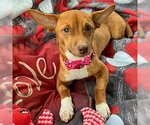 Small Photo #20 Chihuahua-Unknown Mix Puppy For Sale in Arlington, VA, USA