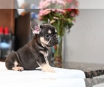 Small #2 French Bulldog