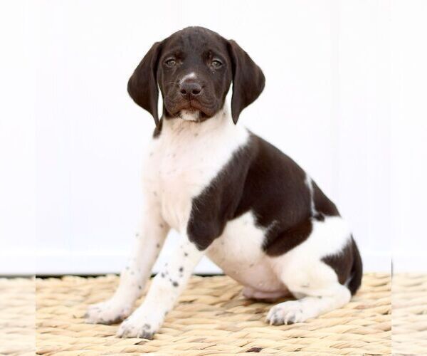 Medium Photo #2 German Shorthaired Pointer Puppy For Sale in COATESVILLE, PA, USA