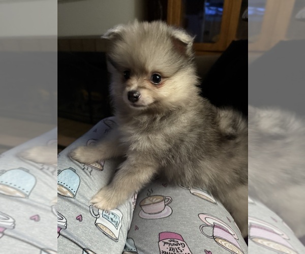 Medium Photo #1 Pomeranian Puppy For Sale in SACRAMENTO, CA, USA