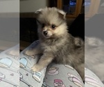 Puppy 1 Pomeranian