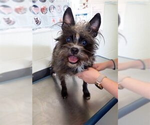 Cairn Terrier Dogs for adoption in Beatrice, NE, USA