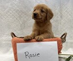 Image preview for Ad Listing. Nickname: Rosie