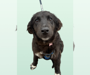 Mutt Dogs for adoption in Rockville, MD, USA