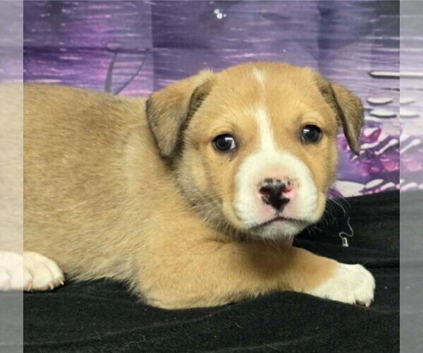 Medium Photo #6 Mutt Puppy For Sale in Lakewood, CO, USA