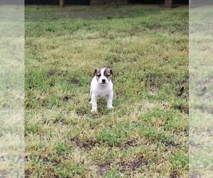 Jack Russell Terrier Puppy for sale in DEPEW, OK, USA