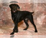 Small Photo #1 German Wirehaired Pointer-Unknown Mix Puppy For Sale in West Valley, UT, USA