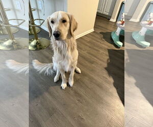 Golden Retriever Dogs for adoption in Valrico, FL, USA