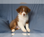 Small #1 Australian Shepherd