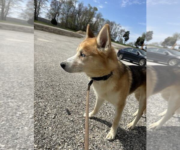 Medium Photo #2 German Shepherd Dog-Siberian Husky Mix Puppy For Sale in Evansville, IN, USA