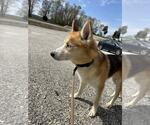 Small #1 German Shepherd Dog-Siberian Husky Mix