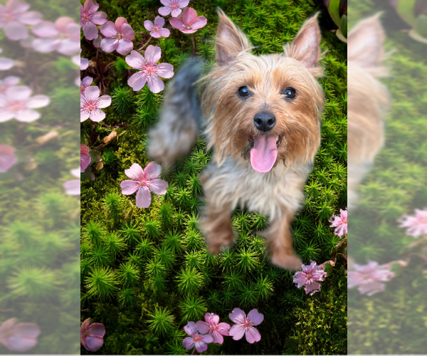 Medium Photo #3 Mutt Puppy For Sale in Allentown,, PA, USA