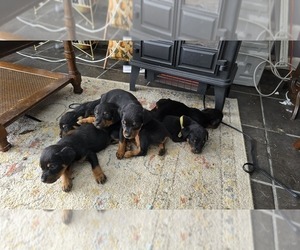 Rottweiler Puppy for sale in BRADFORD, NY, USA