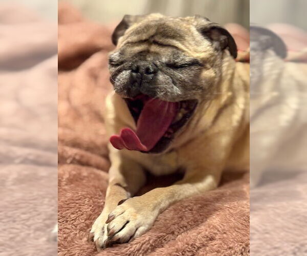 Medium Photo #3 Pug Puppy For Sale in Indianapolis, IN, USA