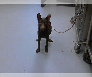 Australian Kelpie Dogs for adoption in Fayetteville, NC, USA