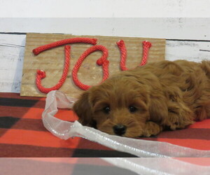 Goldendoodle (Miniature) Puppy for sale in HANCOCK, MN, USA