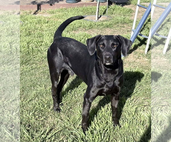 Medium Photo #1 Labrador Retriever Puppy For Sale in Clovis, CA, USA