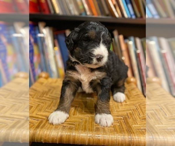 Medium Photo #2 Bernedoodle Puppy For Sale in SPRINGFIELD, VA, USA