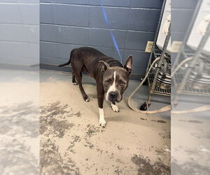 American Staffordshire Terrier-Unknown Mix Dogs for adoption in Tallahassee, FL, USA