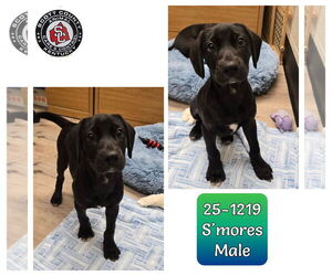 Labrador Retriever-Unknown Mix Dogs for adoption in Georgetown, KY, USA
