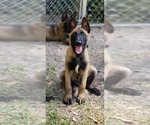 Small Photo #1 Belgian Malinois Puppy For Sale in HUNTSVILLE, TX, USA