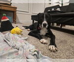 Small #3 Mutt