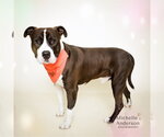 Small #1 Bull Terrier-Staffordshire Bull Terrier Mix