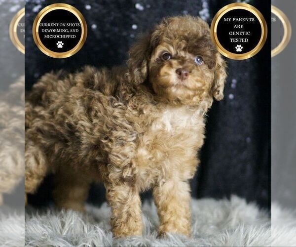 Medium Photo #6 Poodle (Miniature) Puppy For Sale in WARSAW, IN, USA