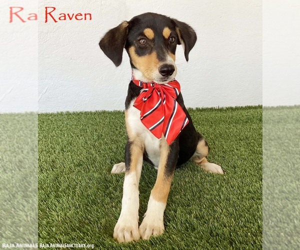 Medium Photo #1 Jack-A-Bee Puppy For Sale in San Diego, CA, USA
