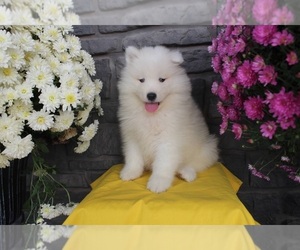Samoyed Puppy for sale in SEATTLE, WA, USA