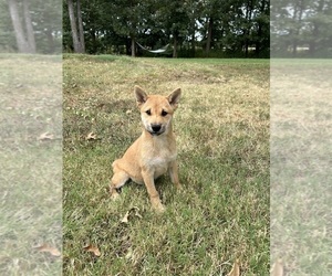 Shiba Inu Puppy for sale in STELLA, MO, USA