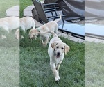 Small #4 Labrador Retriever