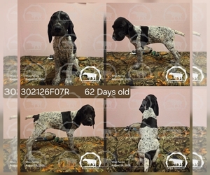 Medium German Shorthaired Pointer