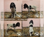 Puppy Girl 302126F07R German Shorthaired Pointer