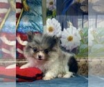 Small #15 Pomeranian