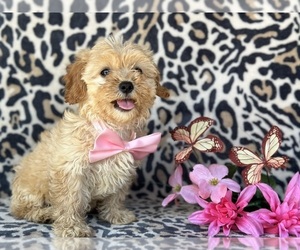 Bichpoo-Cavalier King Charles Spaniel Mix Puppy for sale in LANCASTER, PA, USA