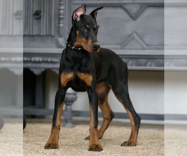 Medium Photo #4 Doberman Pinscher Puppy For Sale in WARSAW, IN, USA