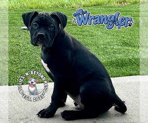 Wrangler - Male Boxer-Unknown Mix Dog for Adoption - Photo #5