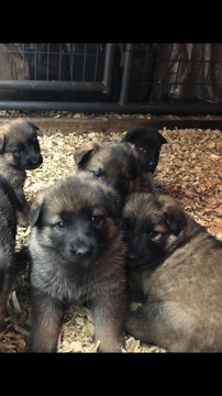 Medium Photo #12 German Shepherd Dog Puppy For Sale in NEW BRAUNFELS, TX, USA