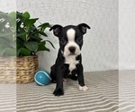 Small #2 Boston Terrier