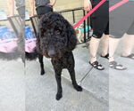 Small #2 Poodle (Standard)